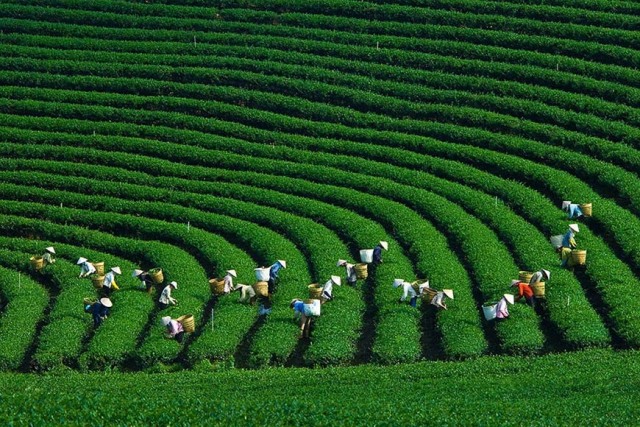 The scene of tea picking in Son La.  Photo: Internet