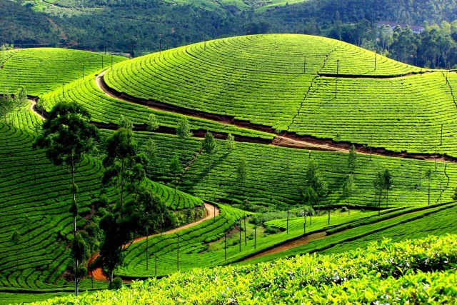 Tea hill at Moc Chau Plateau, a beautiful destination in Son La.  Photo: Internet