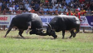 Hải Phòng lên kế hoạch tổ chức lễ hội chọi trâu Đồ Sơn 2022