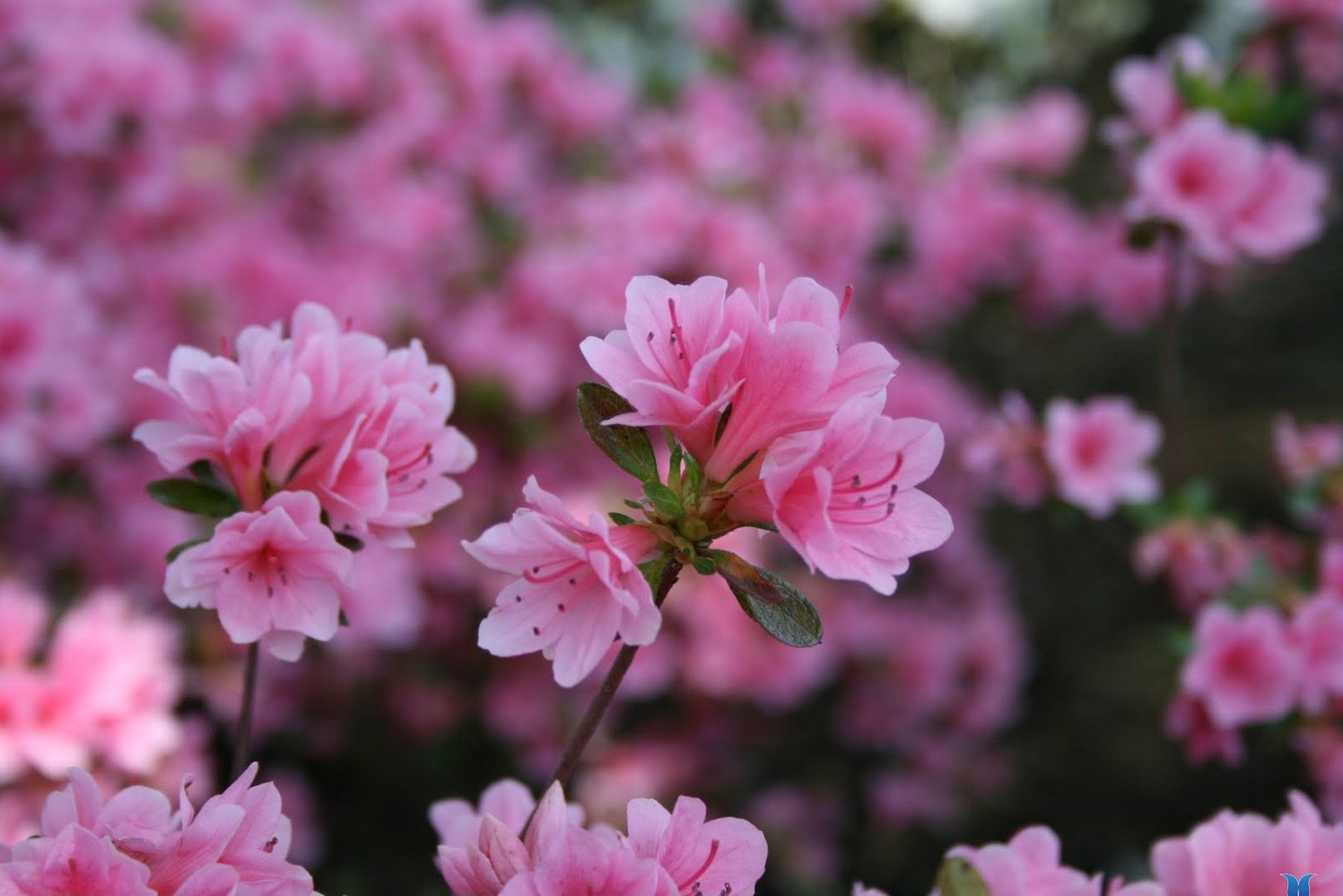 Khám phá tháng 4 là mùa hoa gì và những cảnh đẹp của vườn hoa vào mùa này